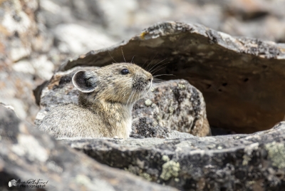 Pika Yellowstone NP May 2025